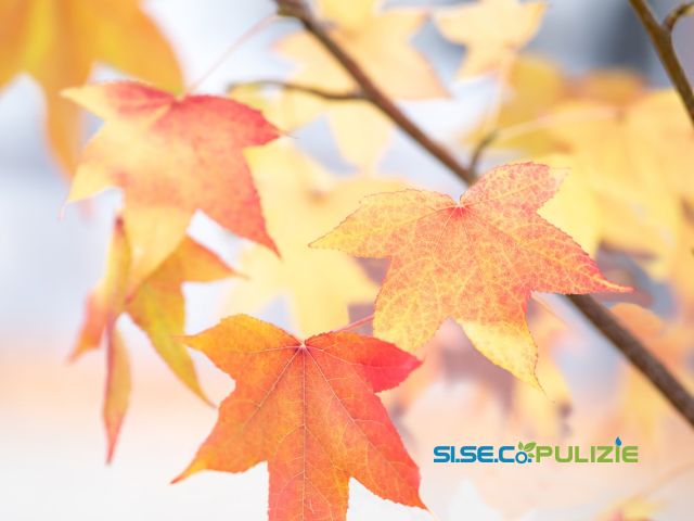 SI.SE.CO. Pulizie - Rubrica mensile settembre